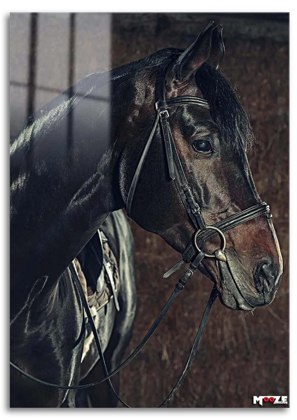 Ahırın İncisi: Siyah At