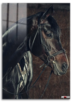 Ahırın İncisi: Siyah At