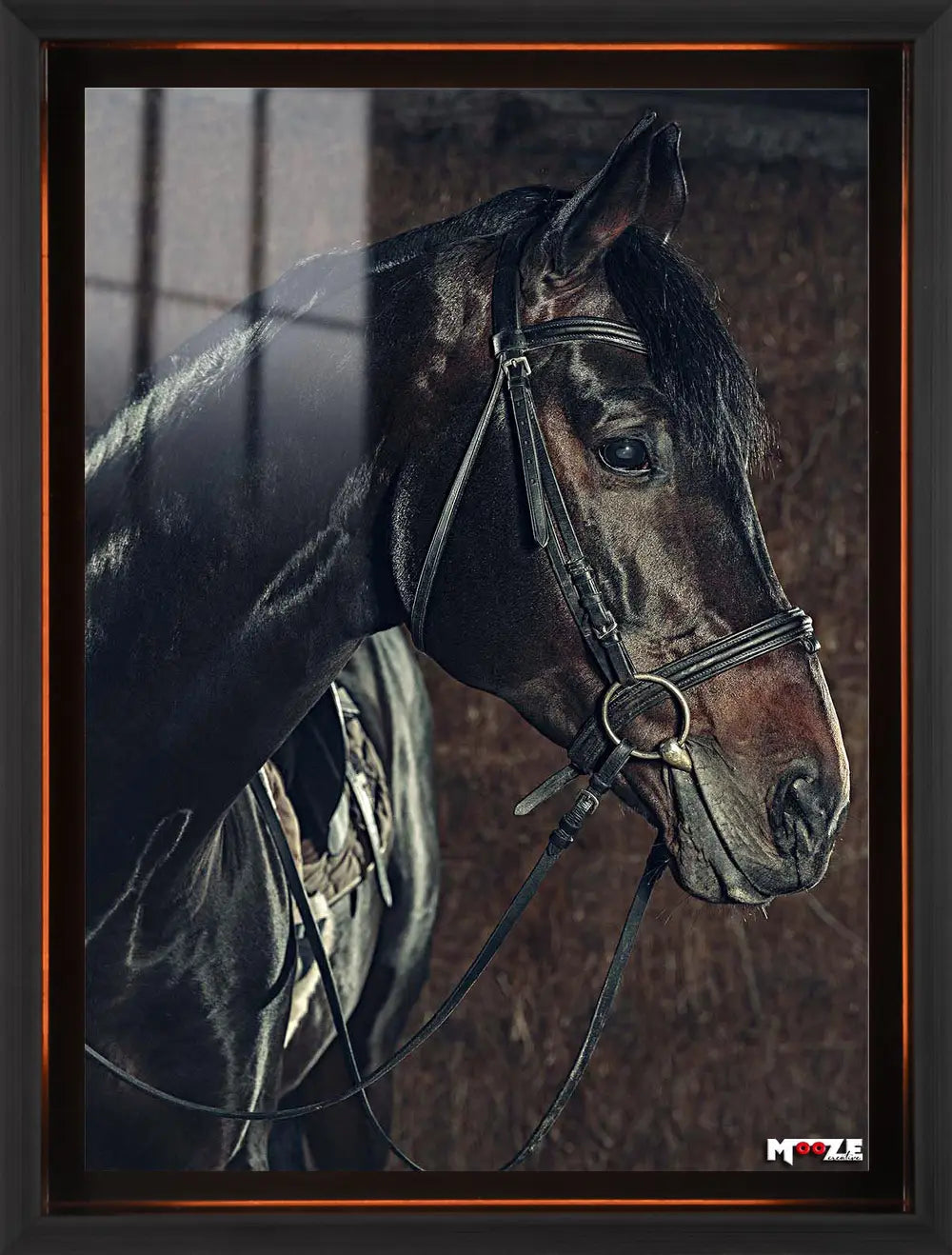 Ahırın İncisi: Siyah At