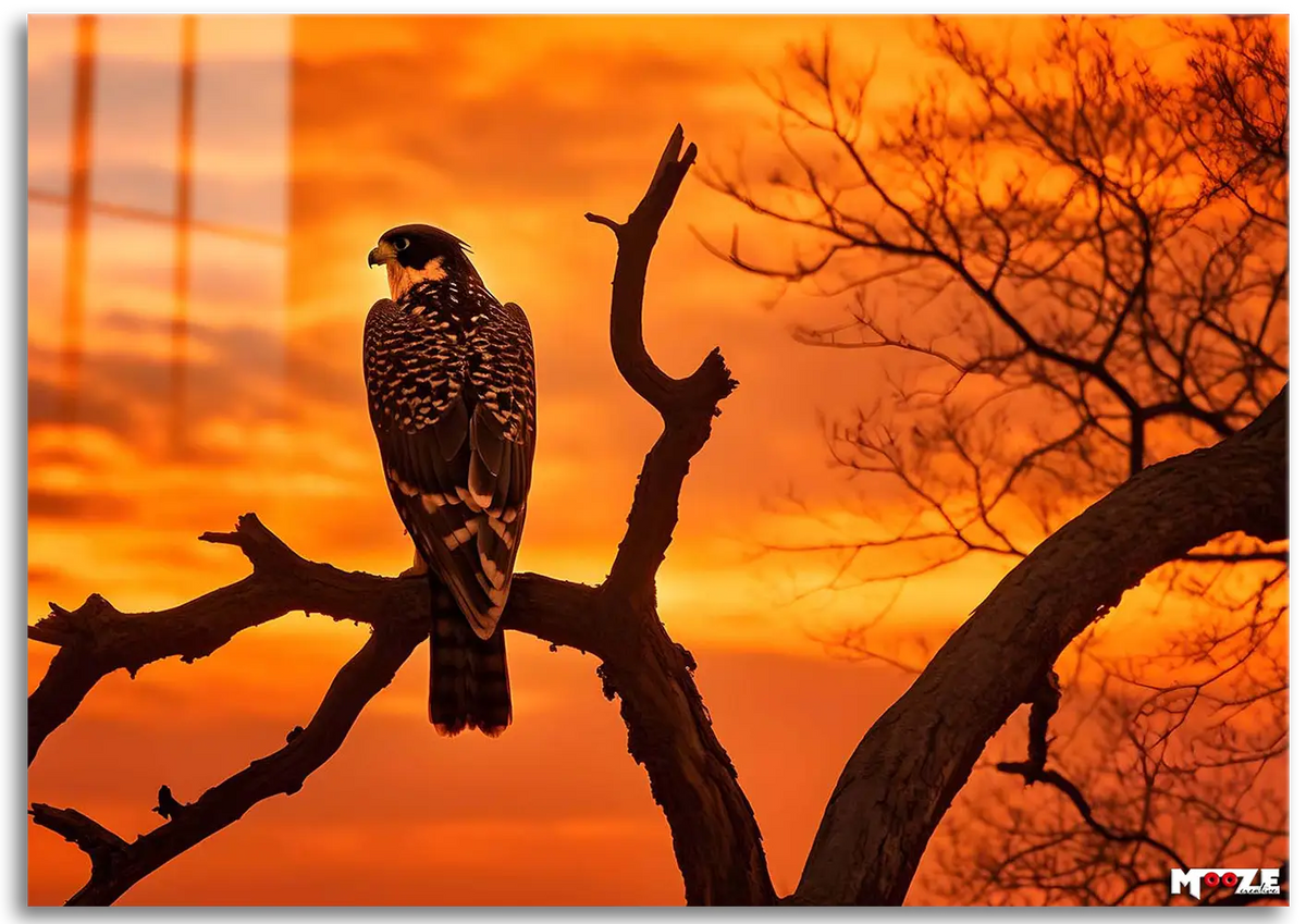 Akşam Nöbeti: Şahin Silueti