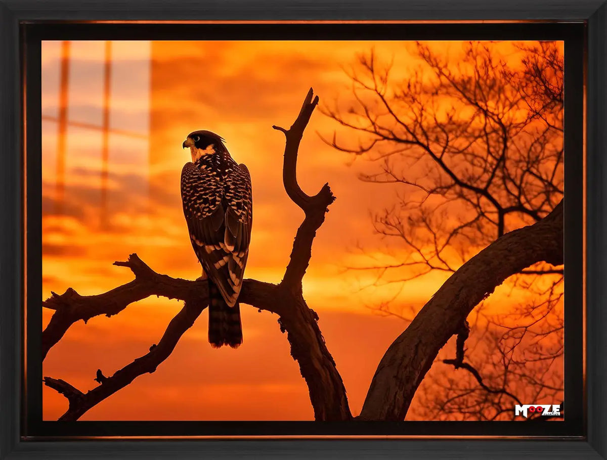 Akşam Nöbeti: Şahin Silueti