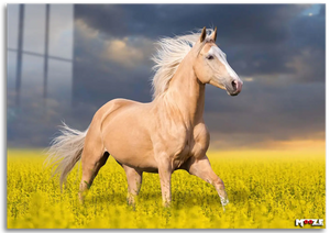Altın Yele: Palomino Atı
