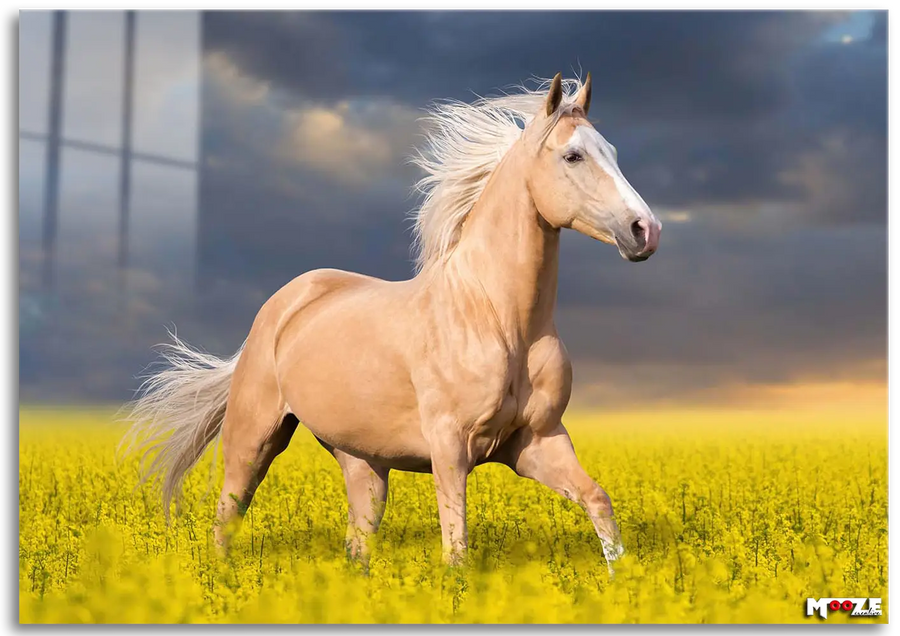 Altın Yele: Palomino Atı