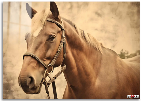 Asil Duruş: Vintage At Portresi