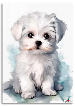 Beyaz Yumak: Maltese