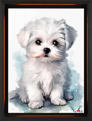 Beyaz Yumak: Maltese