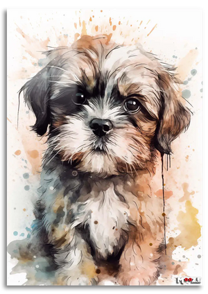 Ciddi Minik: Shih Tzu