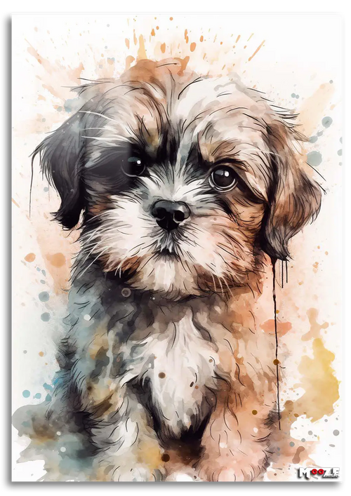 Ciddi Minik: Shih Tzu