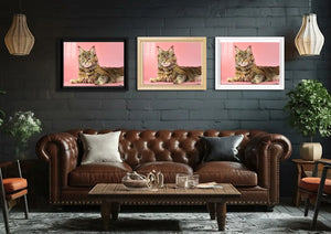 Farklı Gözler: Maine Coon