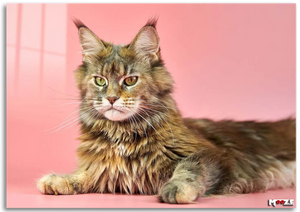 Farklı Gözler: Maine Coon