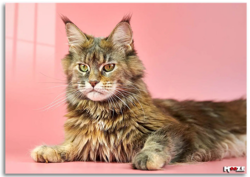 Farklı Gözler: Maine Coon