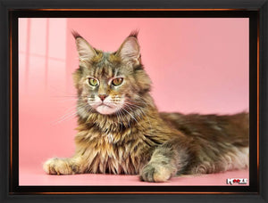 Farklı Gözler: Maine Coon