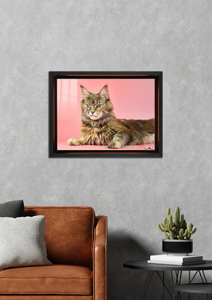Farklı Gözler: Maine Coon