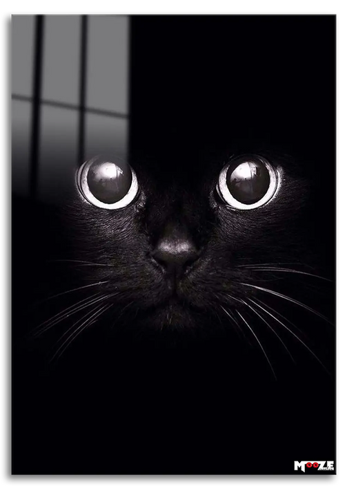 Gece Gözleri: Kara Kedi
