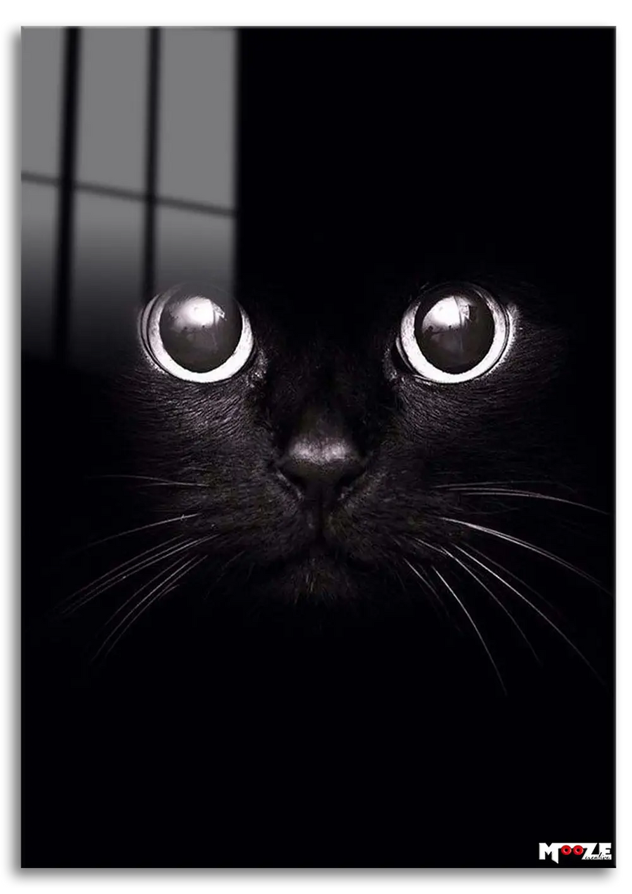 Gece Gözleri: Kara Kedi