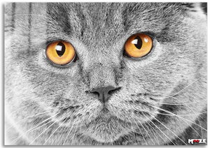 Gri Duman: British Shorthair