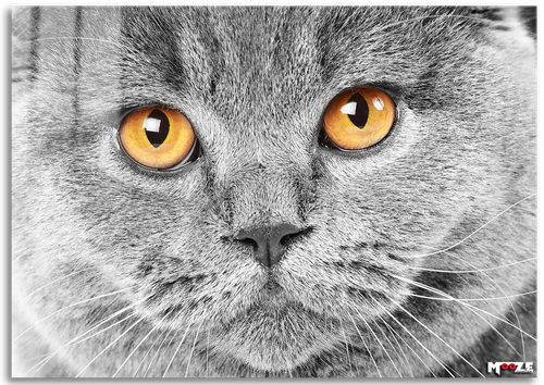 Gri Duman: British Shorthair