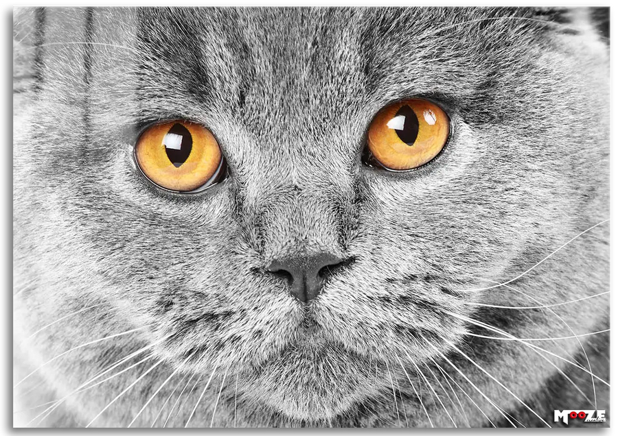 Gri Duman: British Shorthair