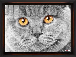 Gri Duman: British Shorthair