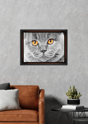 Gri Duman: British Shorthair