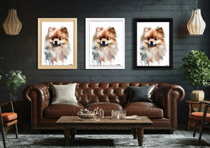Gülümseyen Tüy: Pomeranian