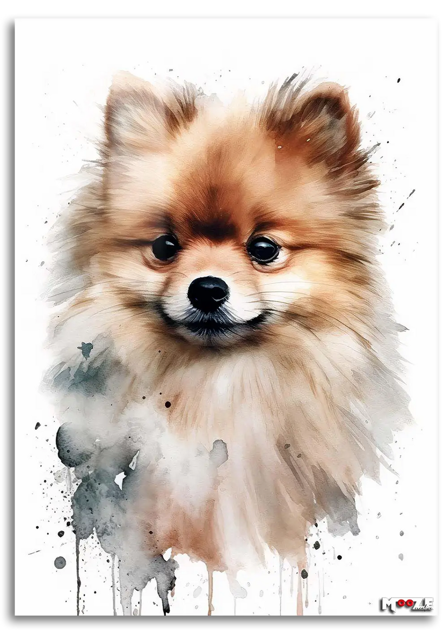 Gülümseyen Tüy: Pomeranian