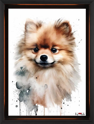 Gülümseyen Tüy: Pomeranian
