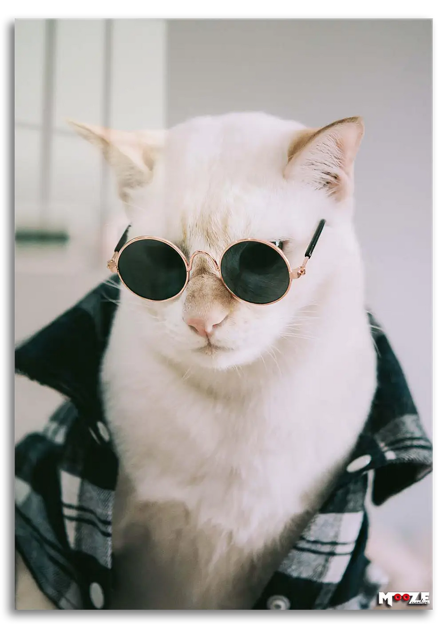 Hipster Kedi: Ekose Gömlek