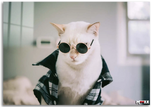 Hipster Kedi: Gözlük ve Gömlek