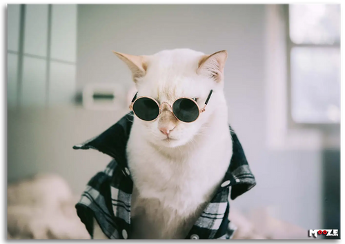 Hipster Kedi: Gözlük ve Gömlek