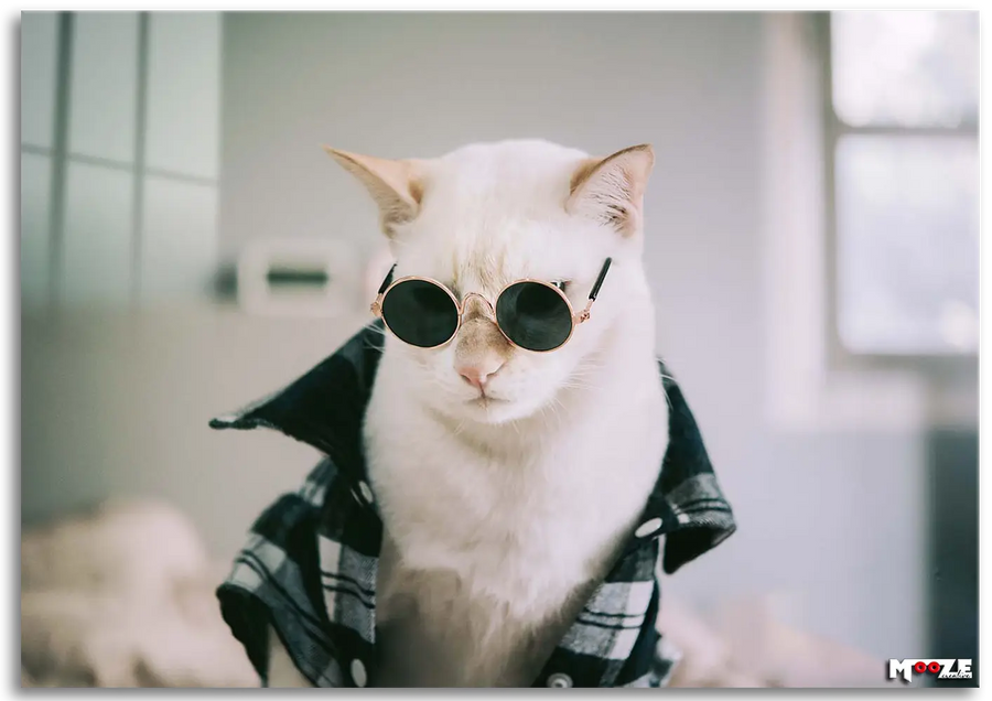 Hipster Kedi: Gözlük ve Gömlek