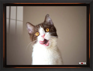 Komik Yüz: Dili Dışarda Kedi