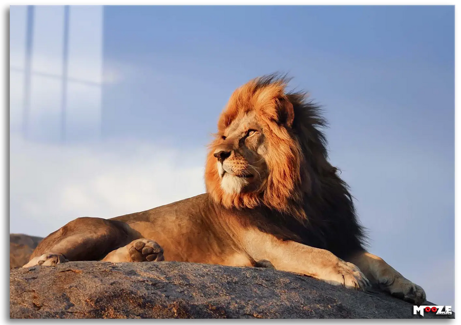 Krallık Seyri: Aslan ve Gün Batımı