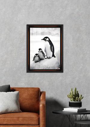 Kutup Ailesi: Penguenler