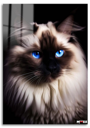 Mavi Göz: Ragdoll Kedi