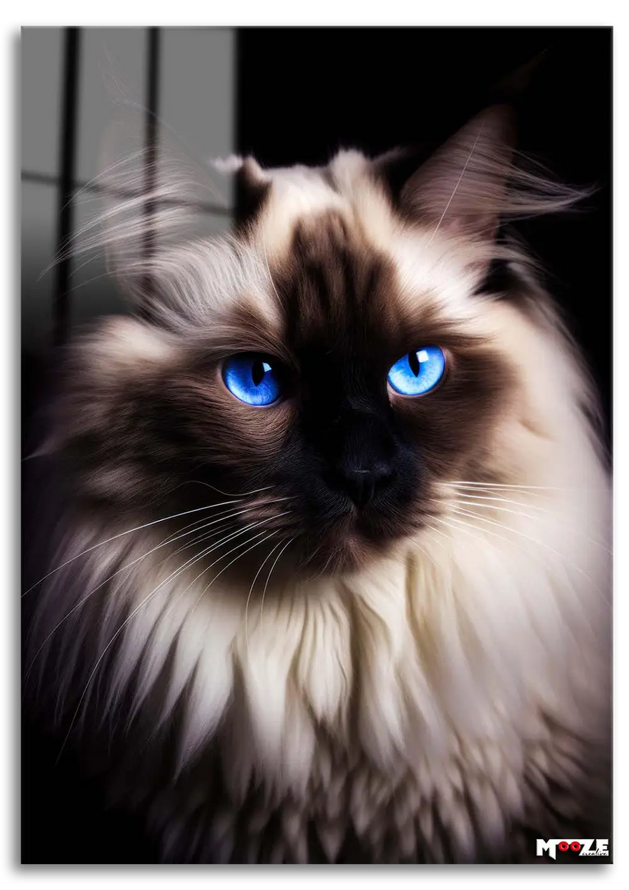 Mavi Göz: Ragdoll Kedi