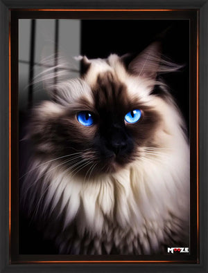 Mavi Göz: Ragdoll Kedi