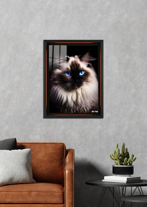 Mavi Göz: Ragdoll Kedi