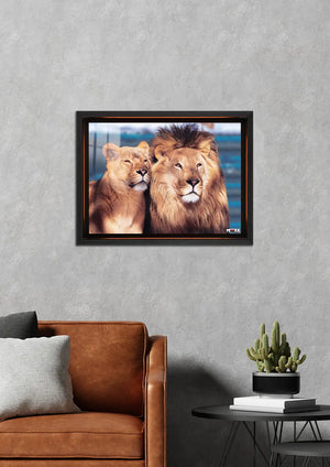 Mavi Rüya: Aslan Çifti