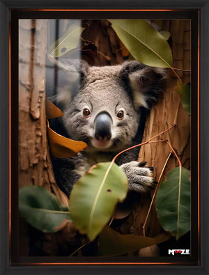 Okaliptus Arası: Koala