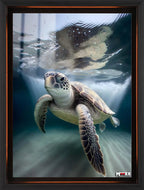 Okyanus Gezgini: Kaplumbağa