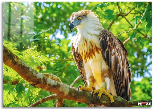 Orman Gözcüsü: Kartal