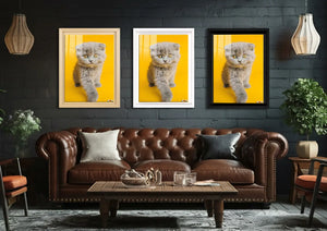 Sarı Fon: Scottish Fold