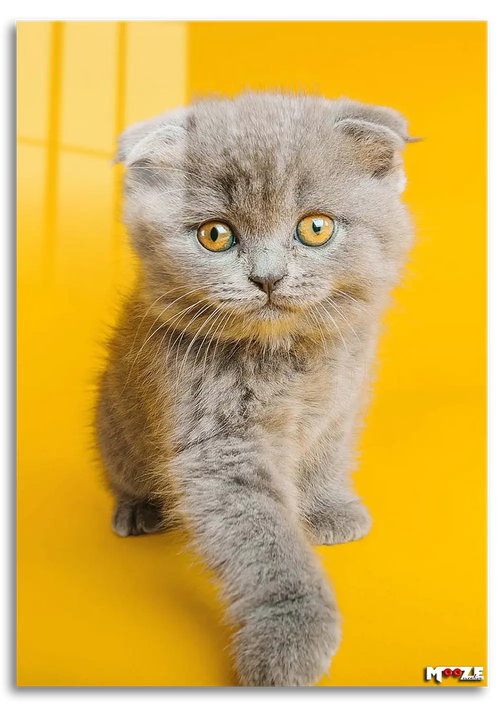 Sarı Fon: Scottish Fold