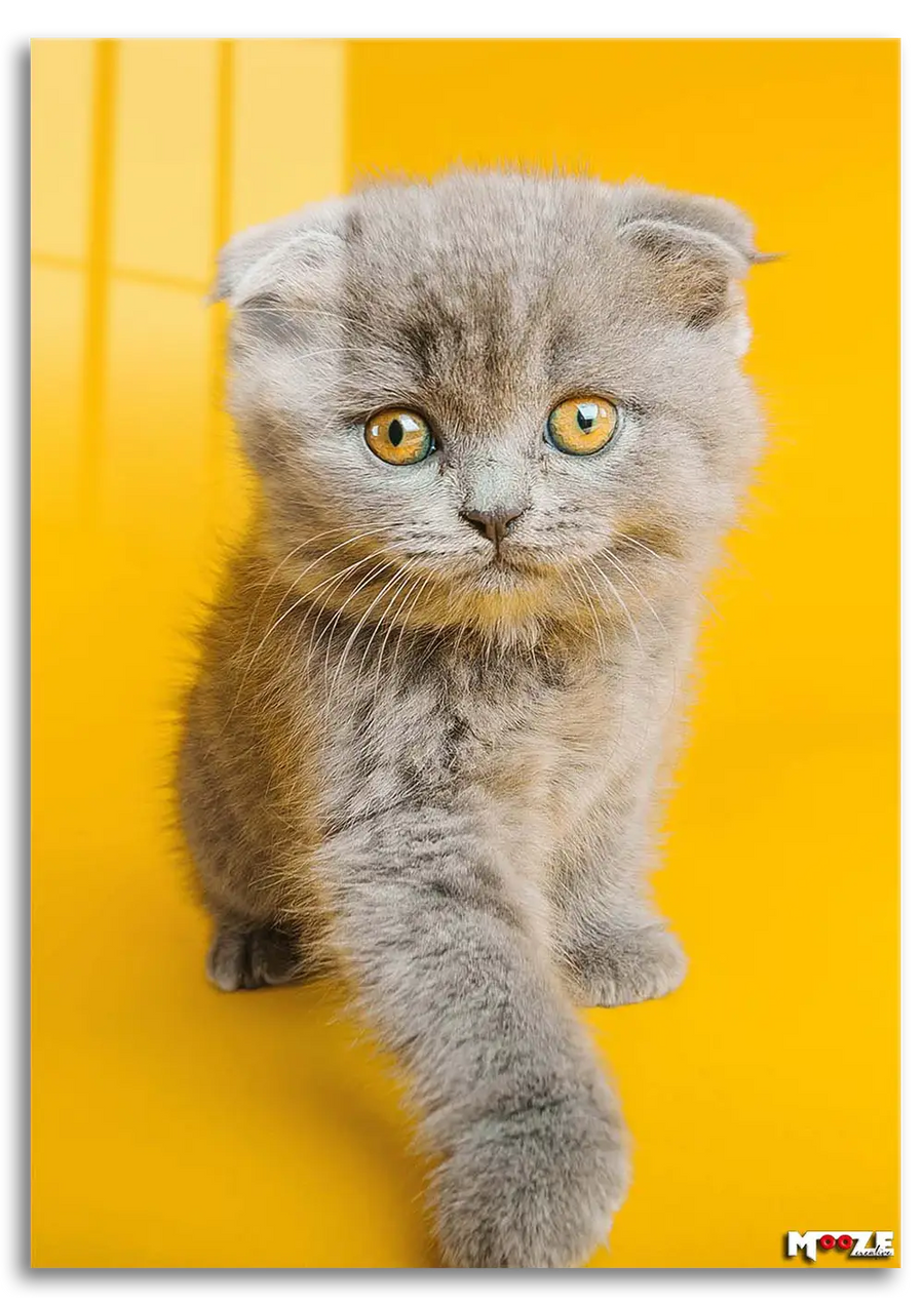 Sarı Fon: Scottish Fold