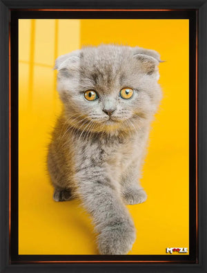 Sarı Fon: Scottish Fold