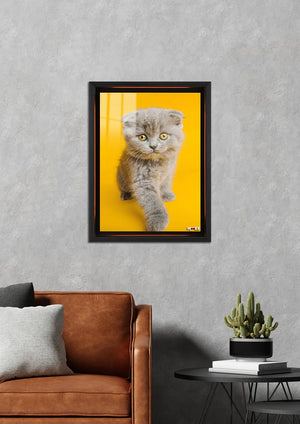 Sarı Fon: Scottish Fold