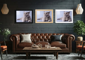 Şaşkın Gri: British Shorthair