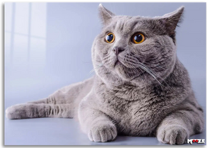 Şaşkın Gri: British Shorthair