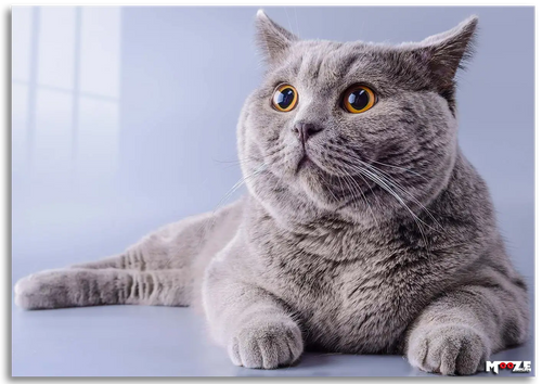 Şaşkın Gri: British Shorthair